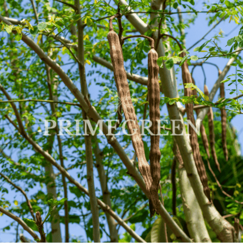 Moringa Oil
