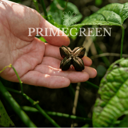 Sacha Inchi Oil - Certified Organic