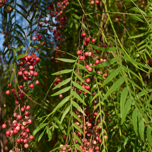 Schinus Molle - Pink Peppercorn