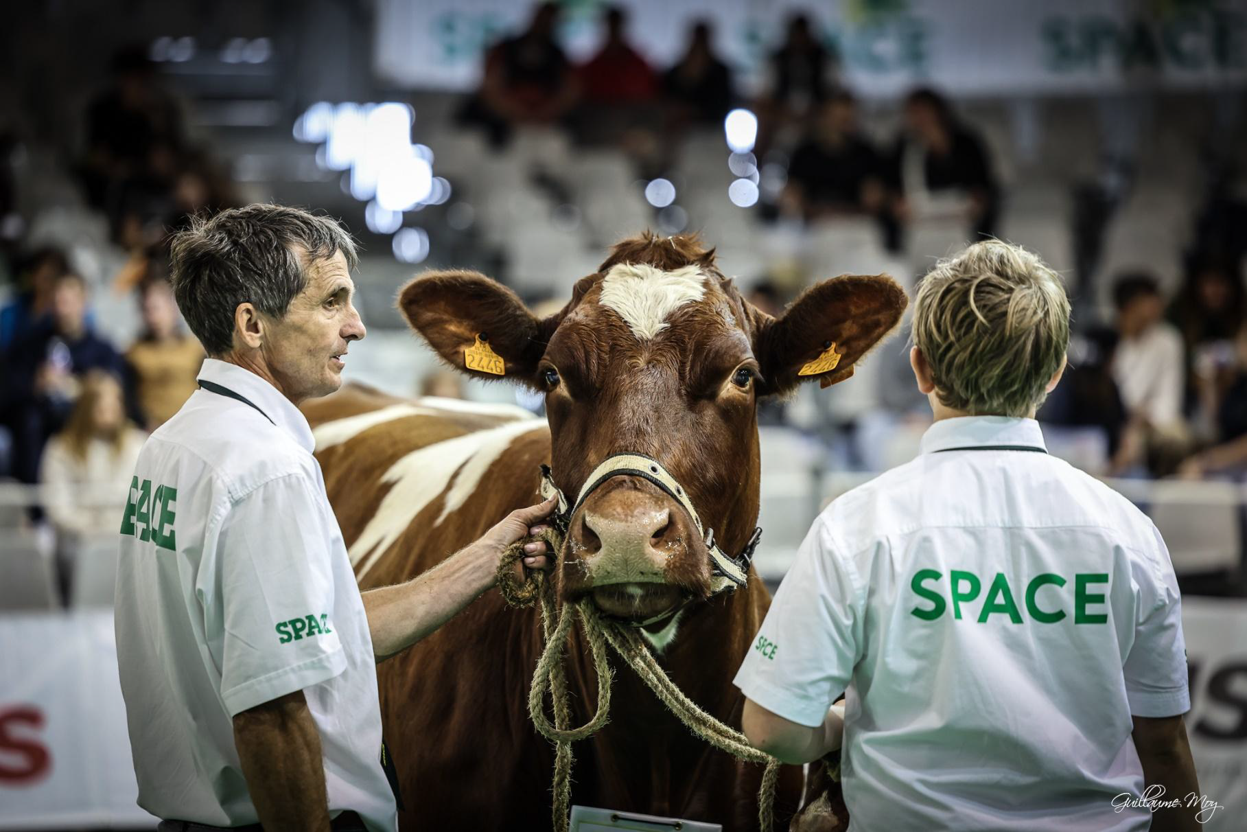 Race Salers à l'honneur au SPACE 2025