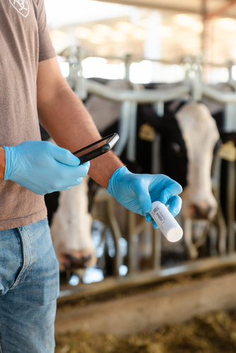 Bolus connecté : système de gestion préventive de la santé bovine