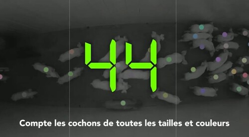SmaRt Counting is an automatic pig counting solution with 99.9% accuracy