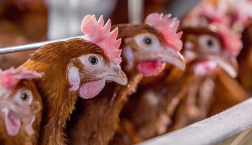Poules Pondeuses