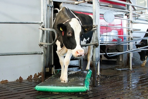 MS AutoHoofClean