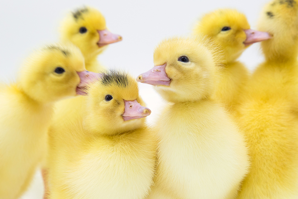 Canard Mulard STIMUL Orvia