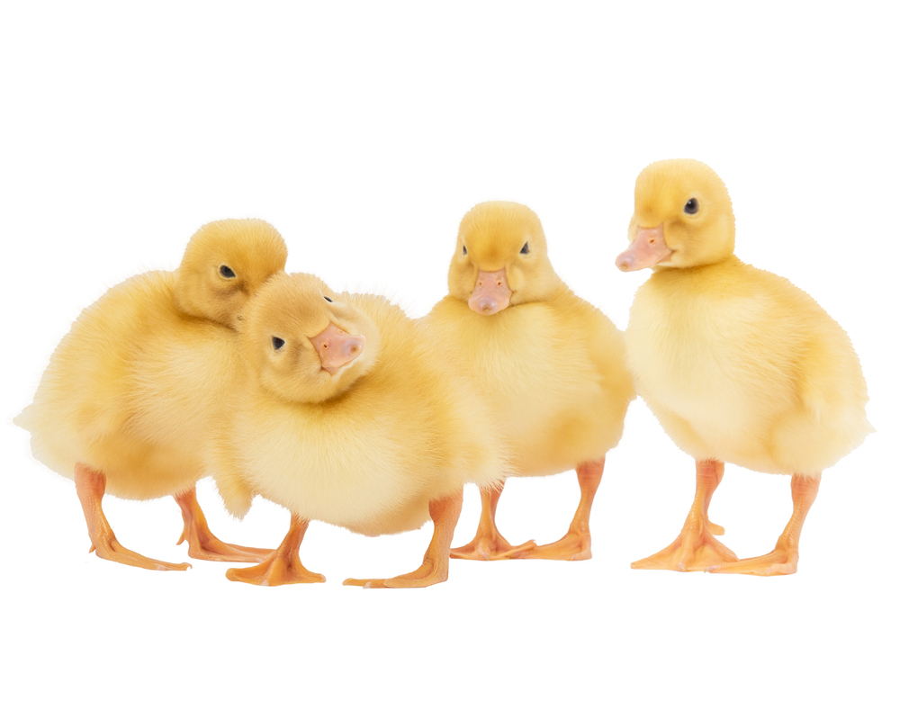 Canard Pékin ST5 Orvia