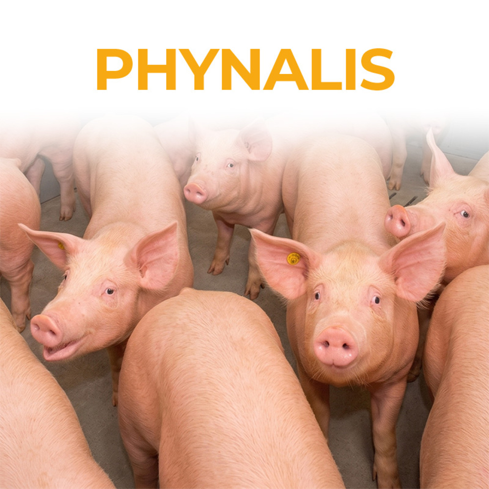 PHYNALIS