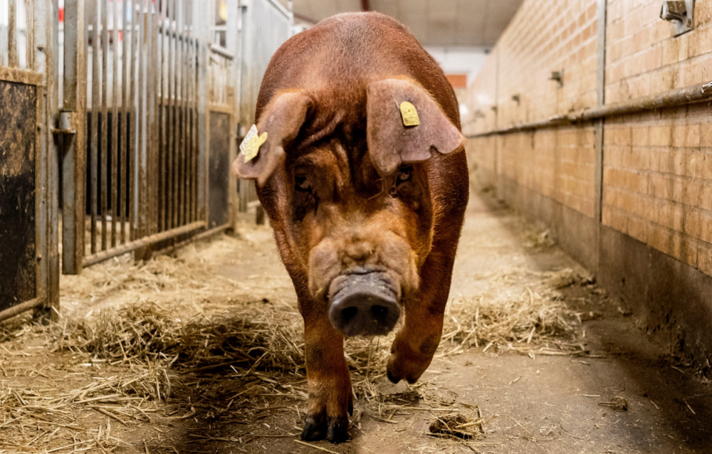 Danish Duroc