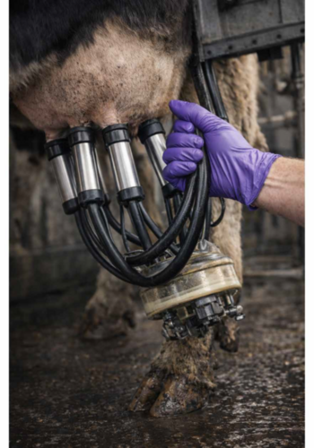 GANT DE TRAITE MILKERS - VIOLET