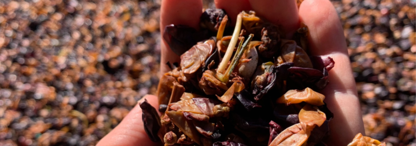 [New Materials] Planet of the Grapes: biomaterials made from grapes