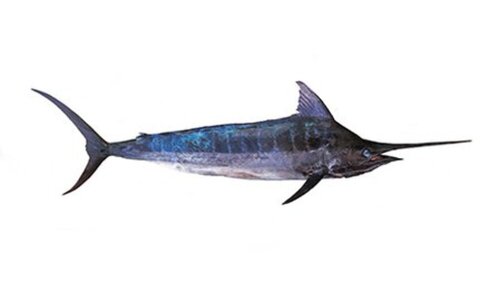 Ref. 206304 Longe d'espadon sashimi ligne avec peau 3 kg