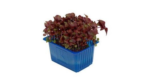 Ref. 107810 Shiso purple Cress barquette de 125 g origine Pays-Bas