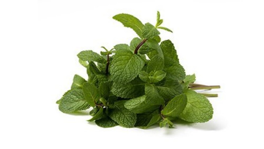 Ref. 111526 Menthe en botte nue 50g