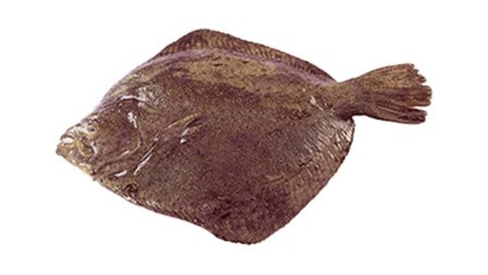 Ref. 117673 Turbot calibre 3/4 Pavillon France