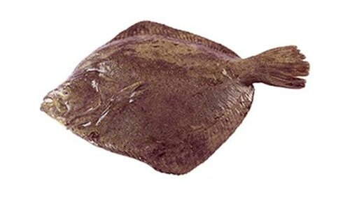 Ref. 117673 Turbot calibre 3/4 Pavillon France