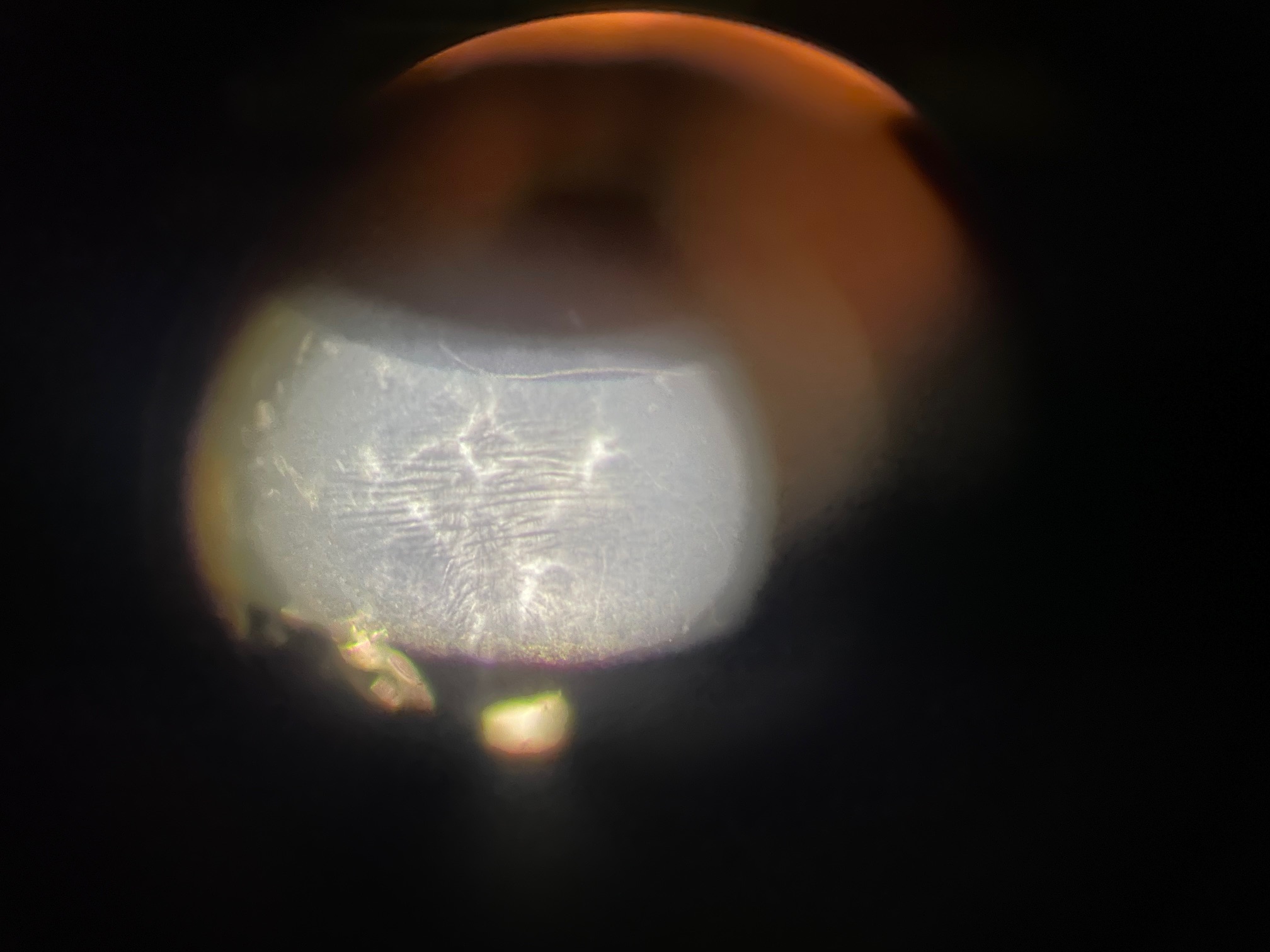 Laconstellationducne_91c09836-c6cd-4680-92c9-0eb08ad5211d.jpeg