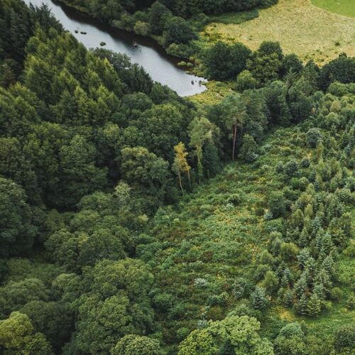 Investissement Direct en Forêt,