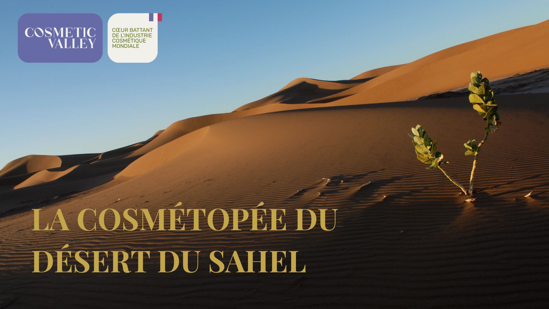 Les sciences de la Grande Muraille verte : 20 ans de recherche et de coopération au service du Sahel