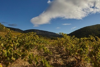 Soulanes (domaine des)
