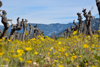 Terrasses du Larzac vrac 2024
