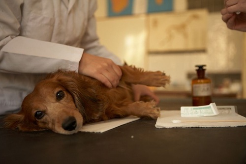 General Veterinary Medicine study programme