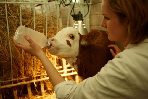 Veterinary Nurse study programme